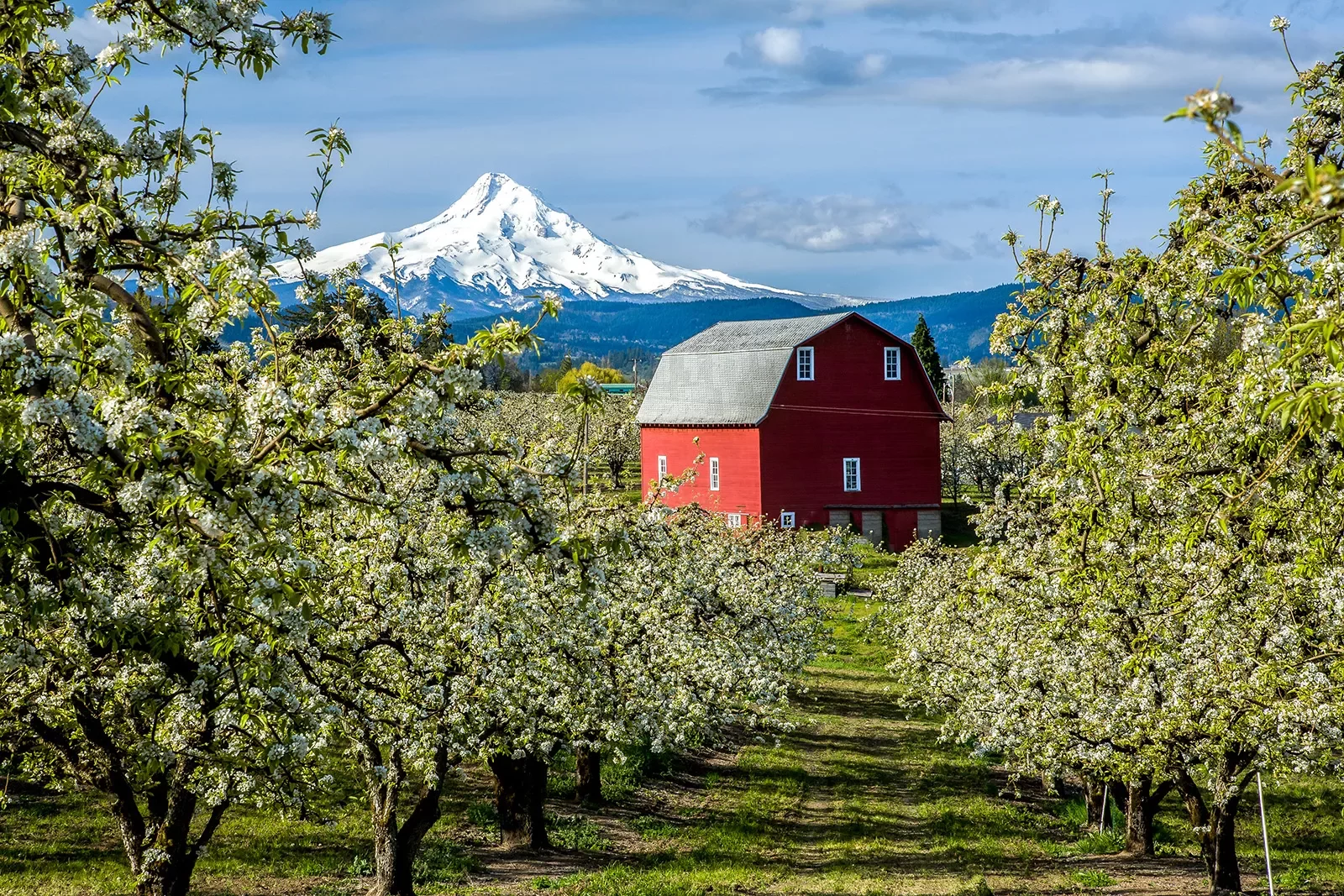 Pear orchard with red farm house, Mount Hood in background.
