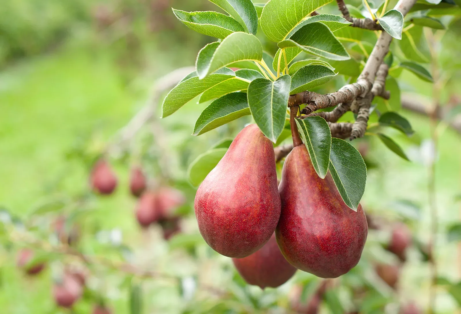 Close-up of red pear bushel.