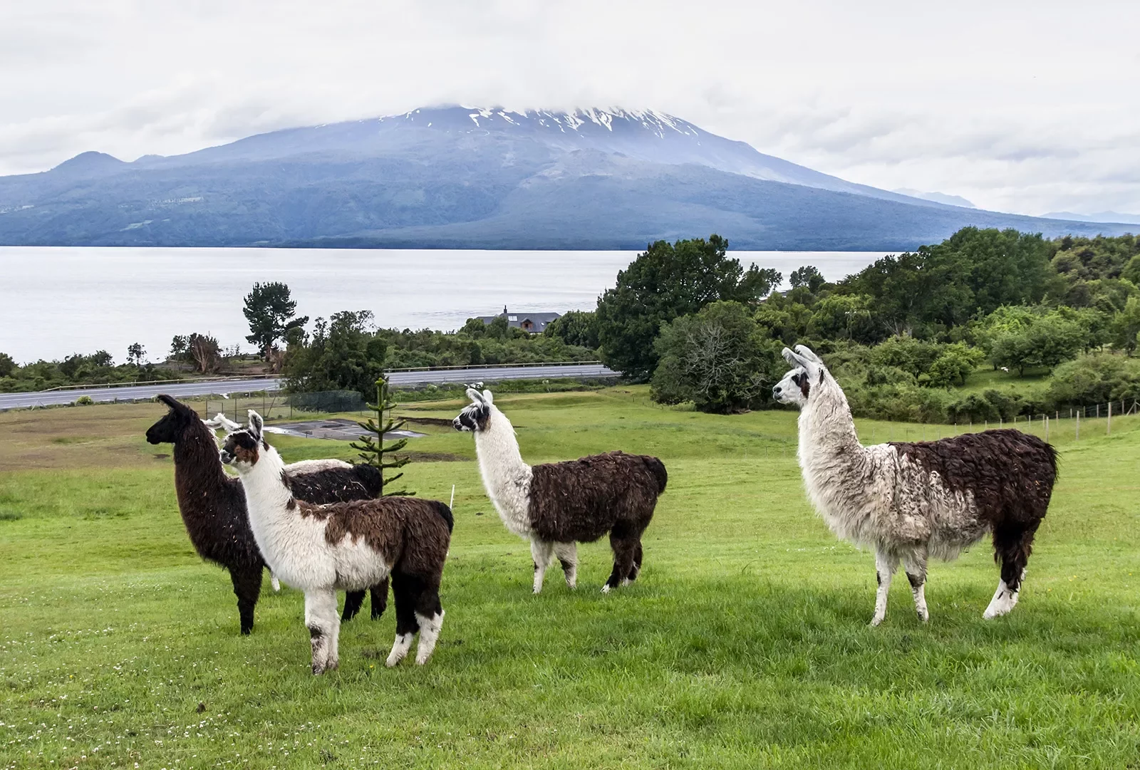Shot of four llamas, ocean, mountain in background.