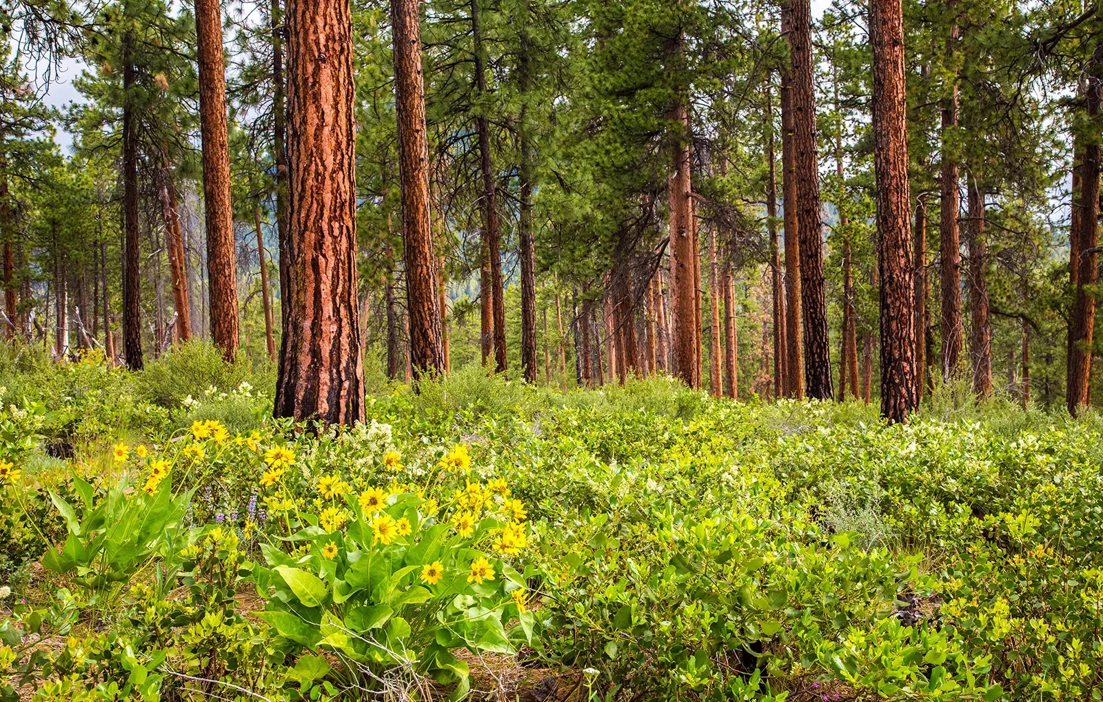 Shot of a large forest with small, yellow-flowered bushes below.