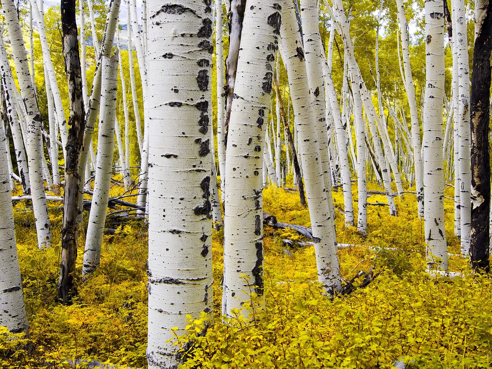 Birch forest with yellow plants