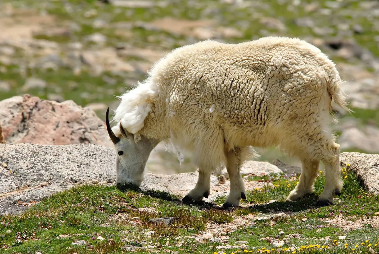 Sheep picking through green landscape