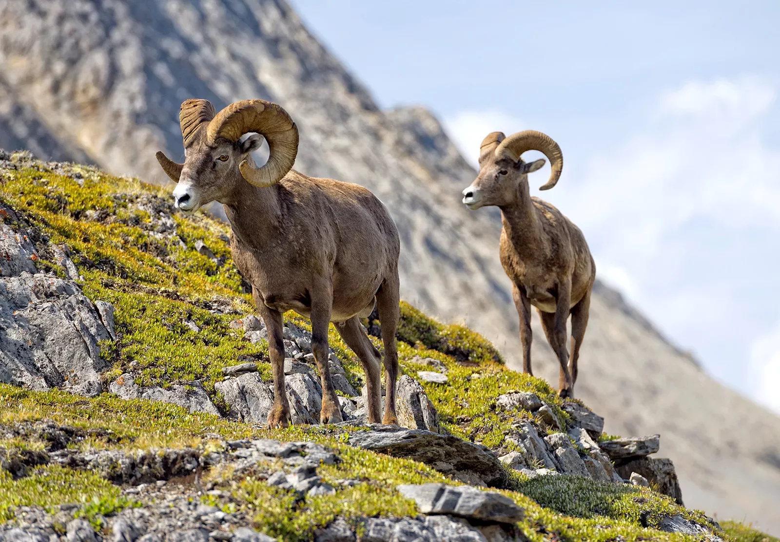 Close-up of two Bighorns, walking on mountainside.