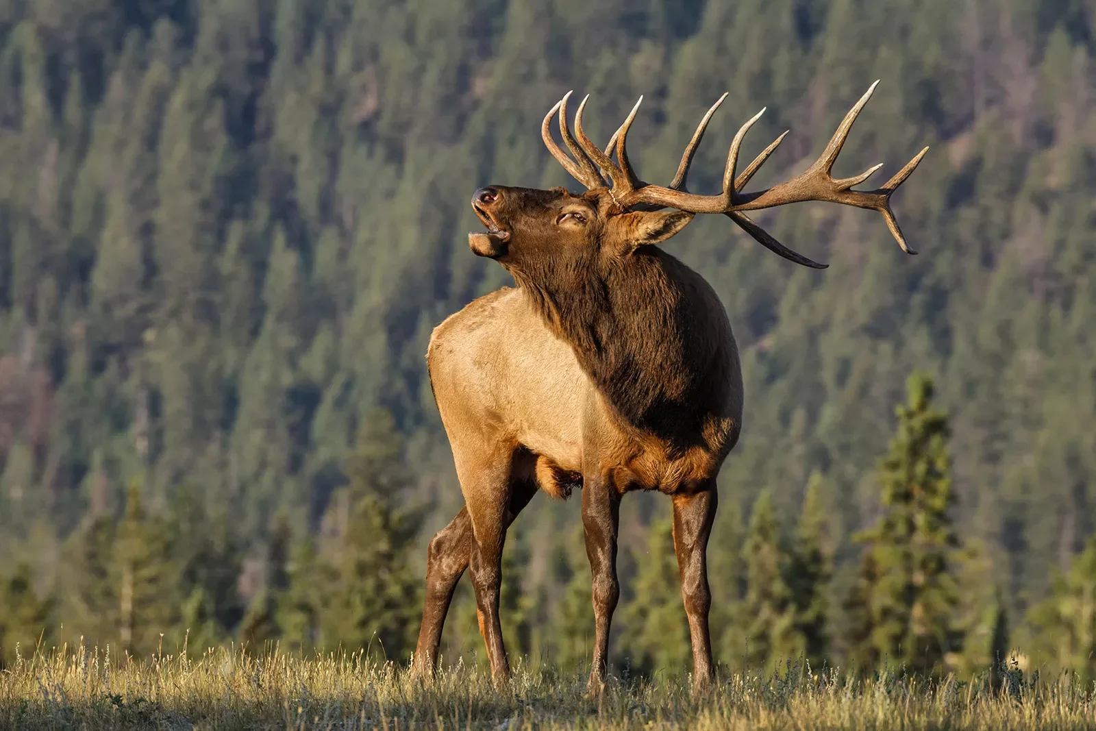 Close-up of Bull Elk.