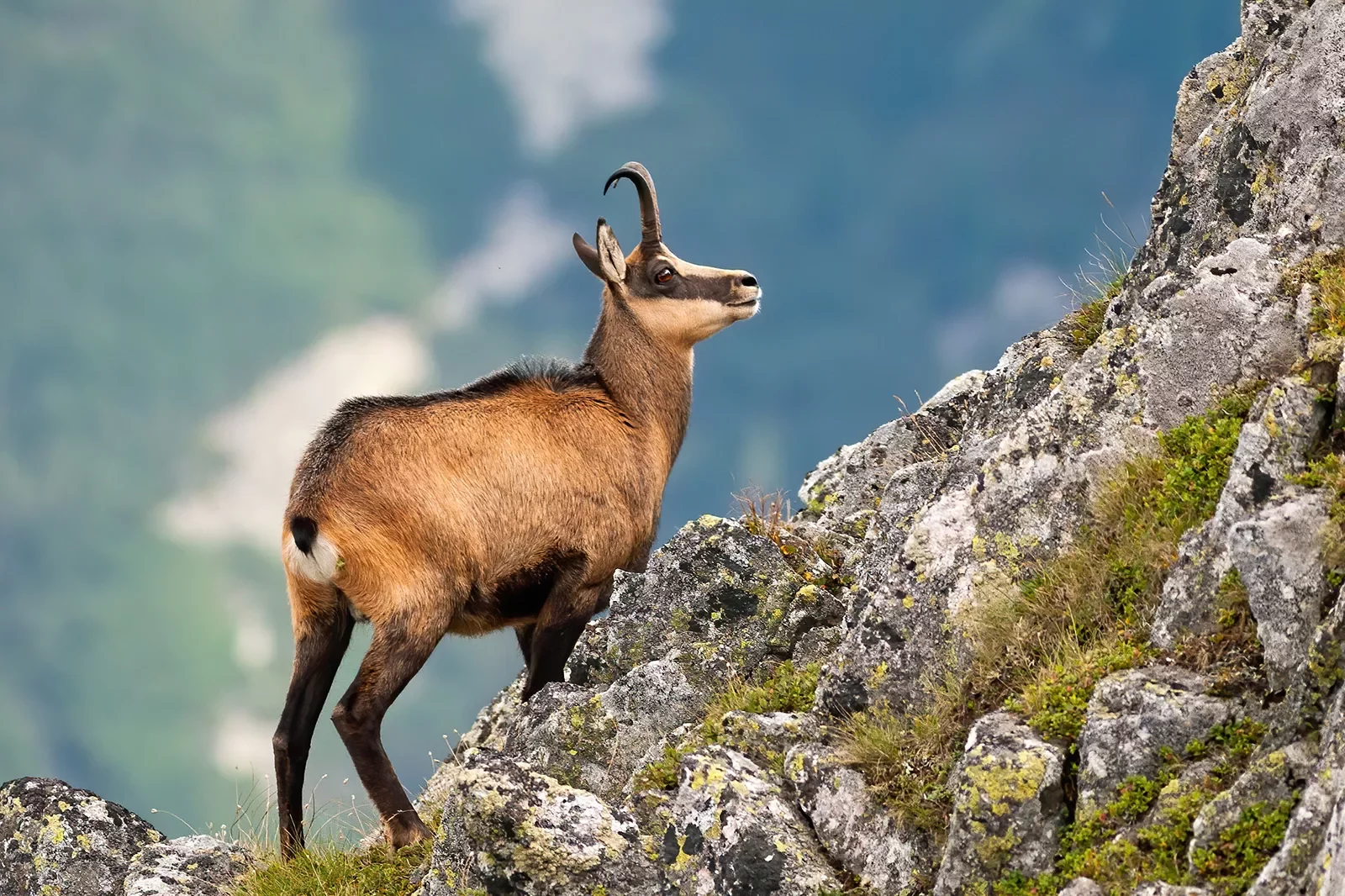 Wild mountain goat on rocky cliff.