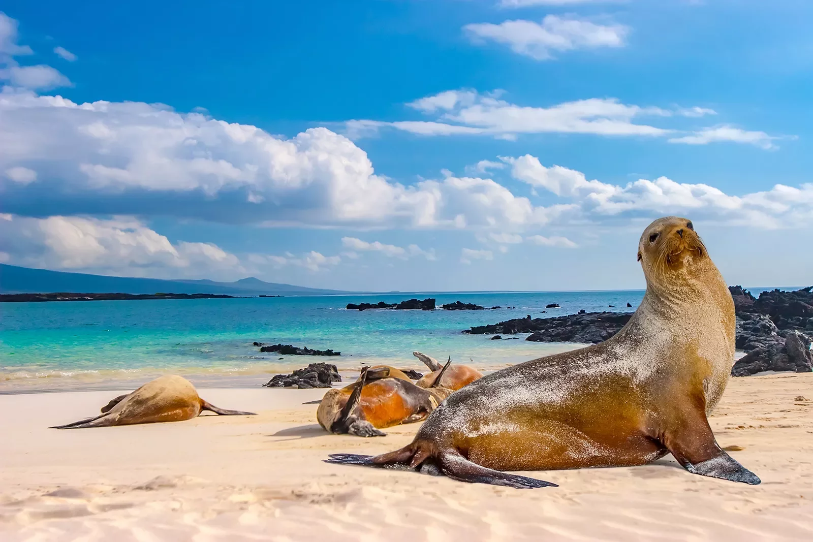 Sandy Beach Sea Lion Ecuador