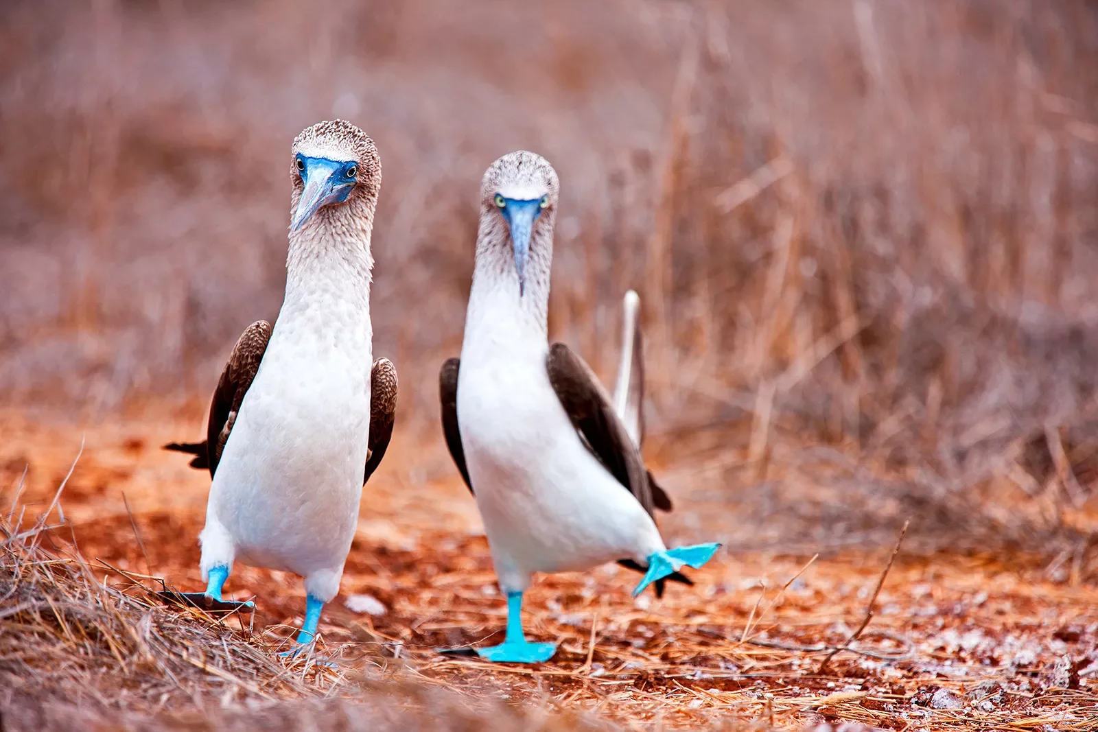 Two Blue Boobie Birds