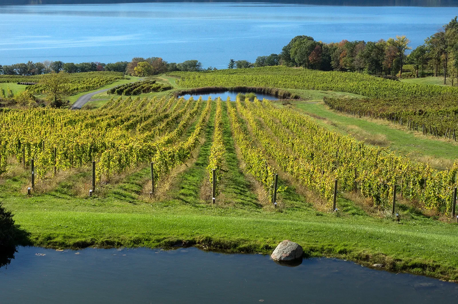 Wide shot of vineyard, river in background.