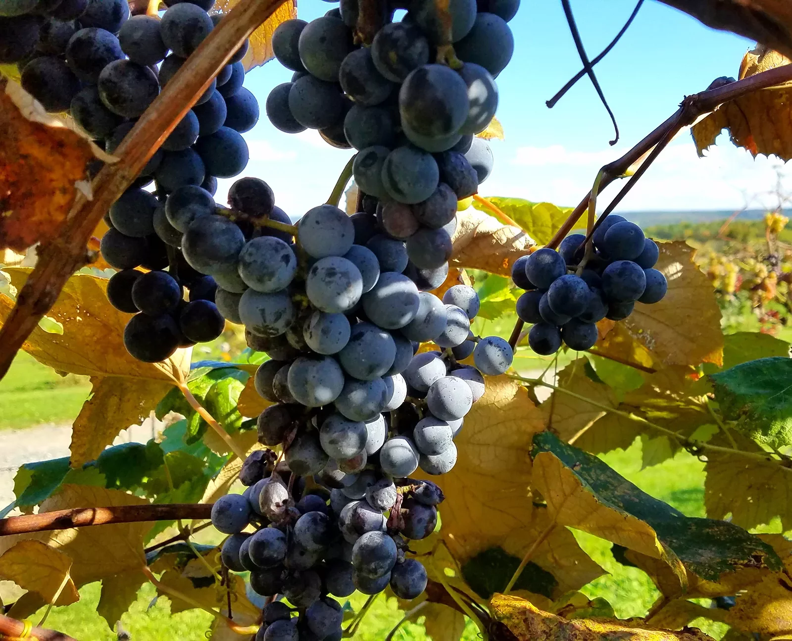 Shot of red wine grapes.