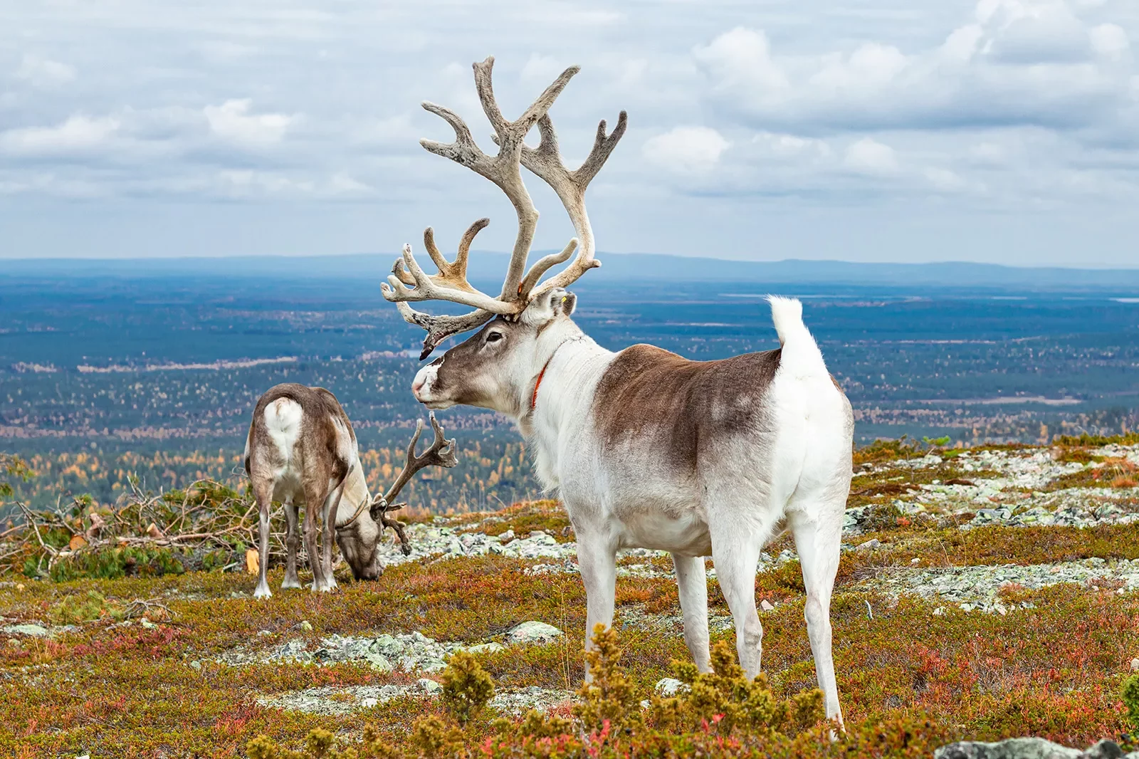 Shot of two Tundra Reindeer.