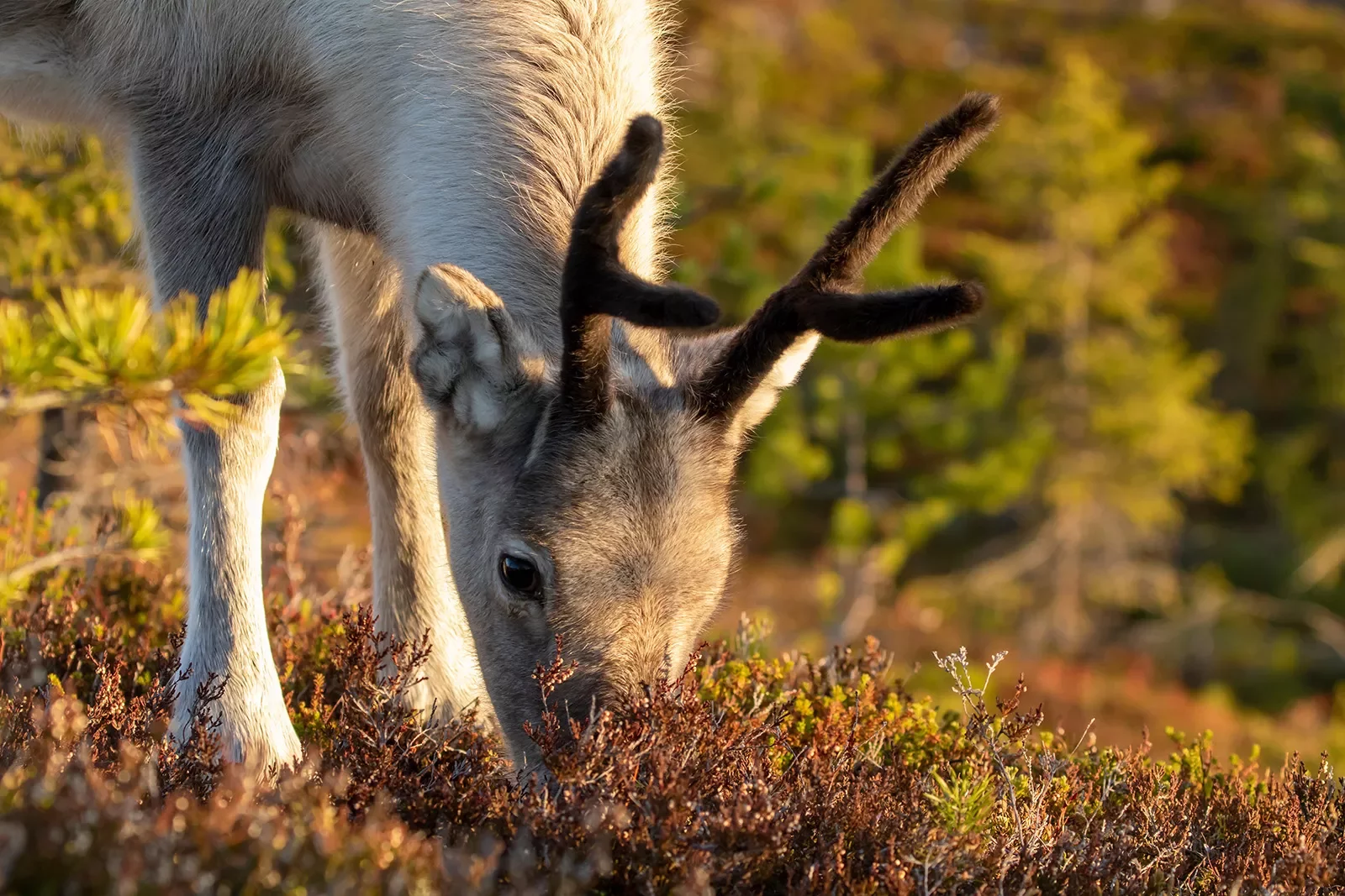 Reindeer Eating Finland