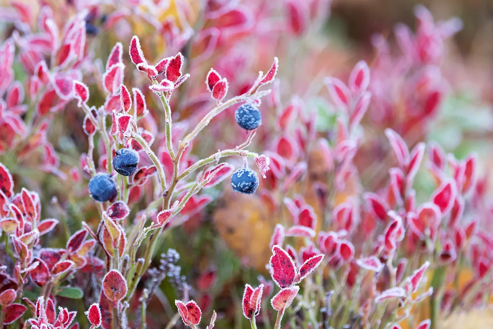 Close-up of frozen berry bush.