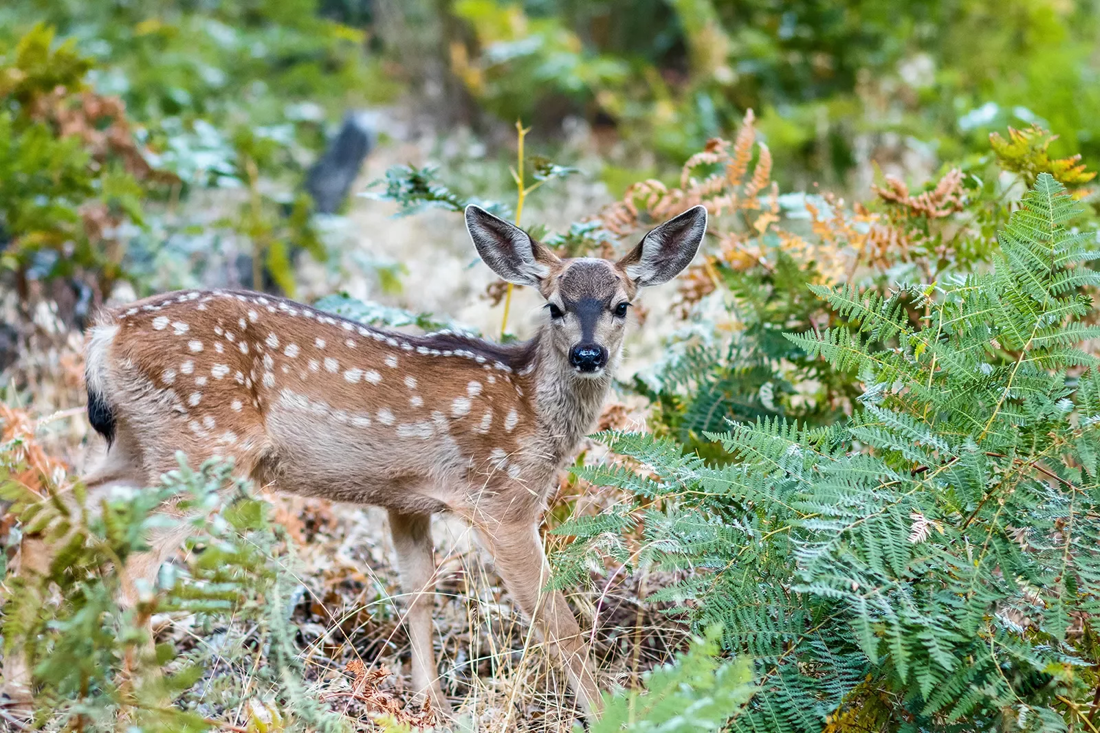 Deer among the greenery of a forest.