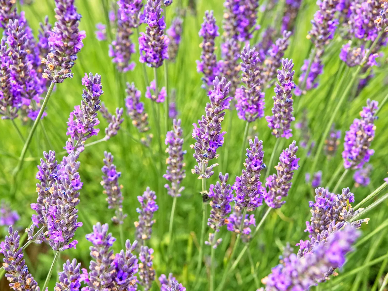 Lavender field in bloom in summer time on Salt Spring Island in British Columbia, Canada