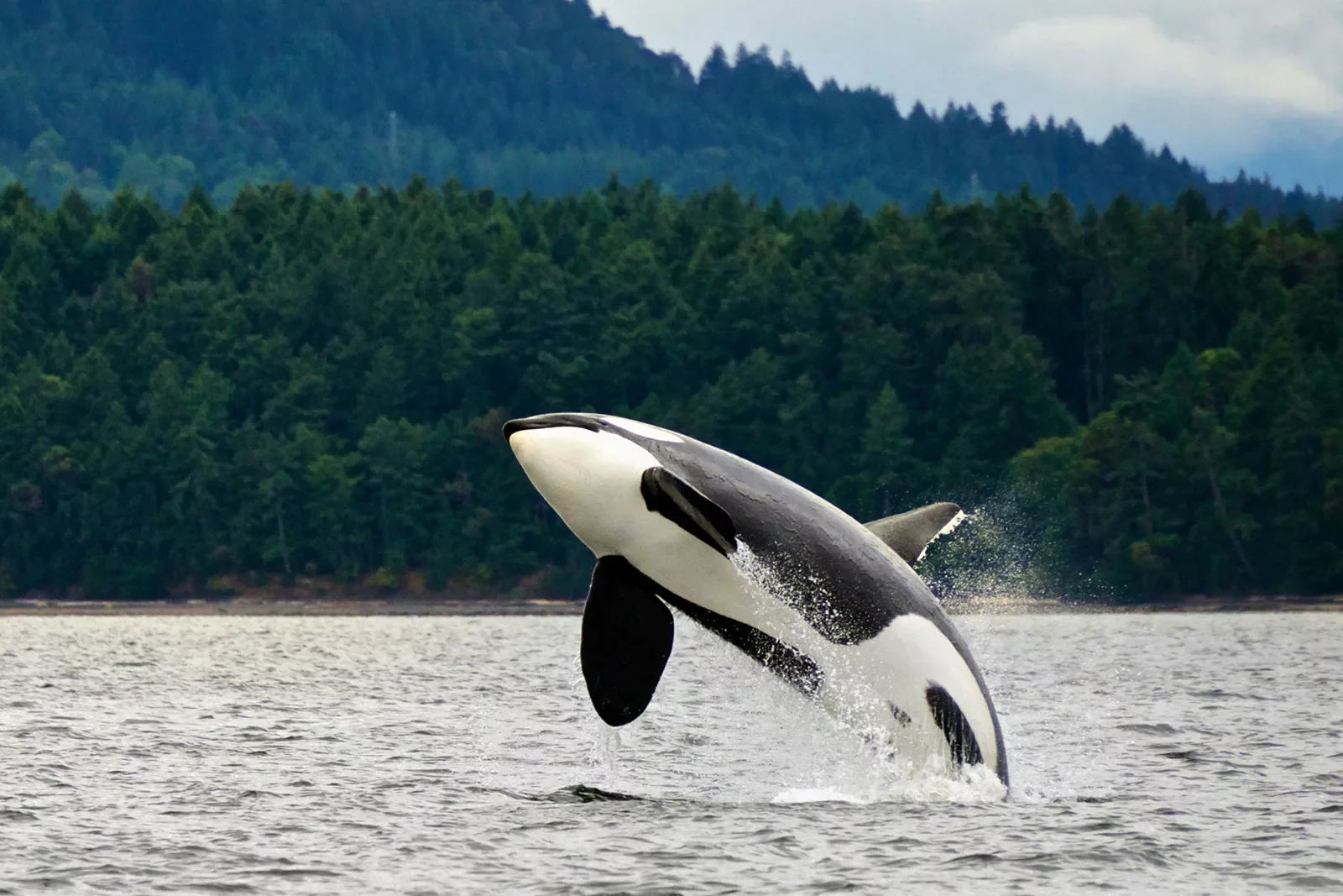 Shot of a breaching Orca, lush forest in background.