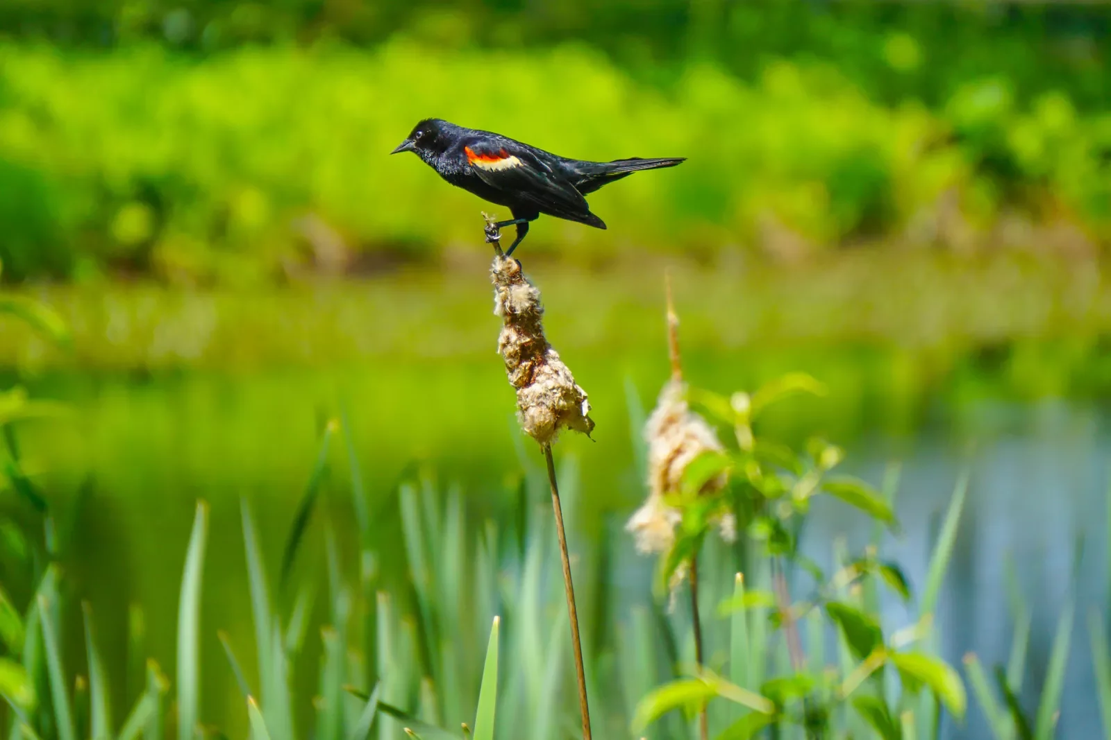 Close up of male red-winged black bird, stream in background.