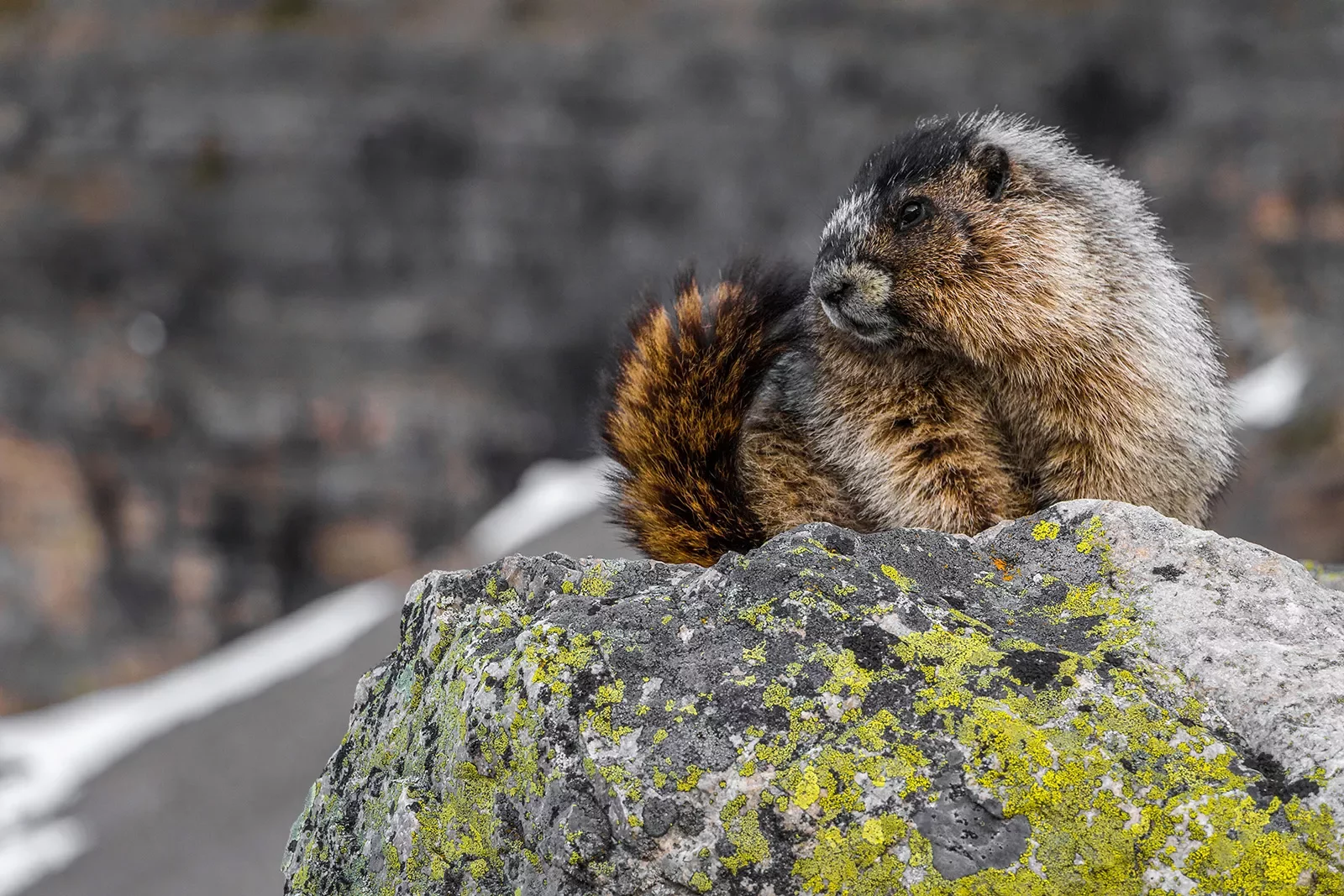 Close-up shot of Yellow-bellied Marmot
