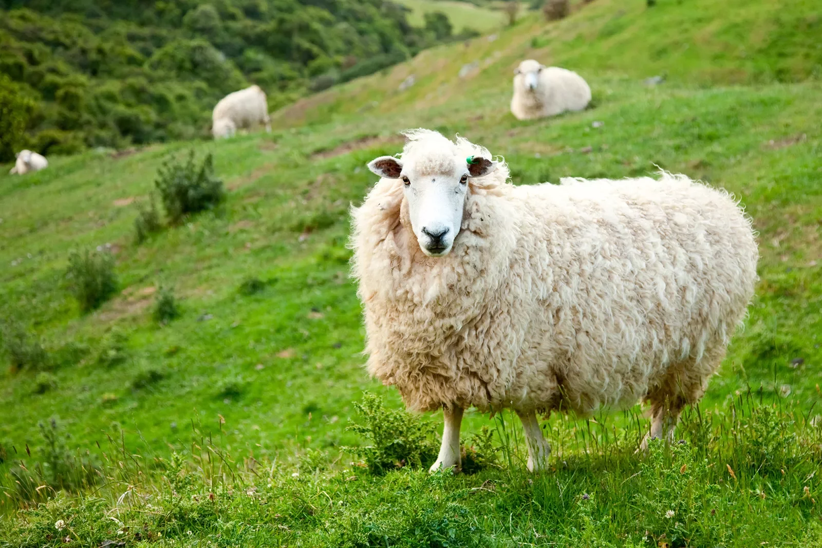 Sheep Hillside Ireland