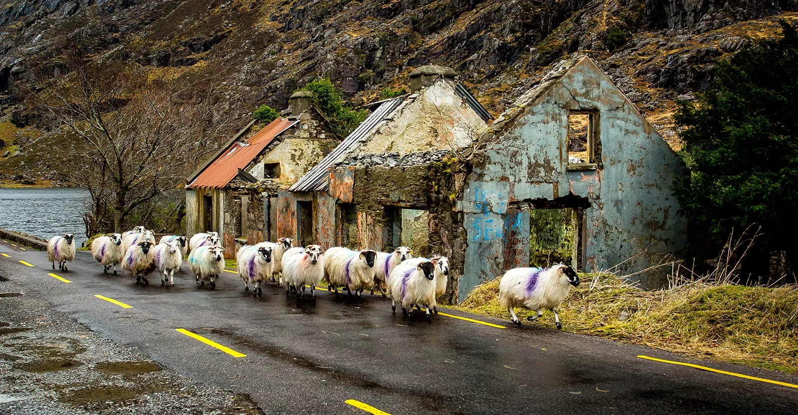 Sheep Traffic Ireland