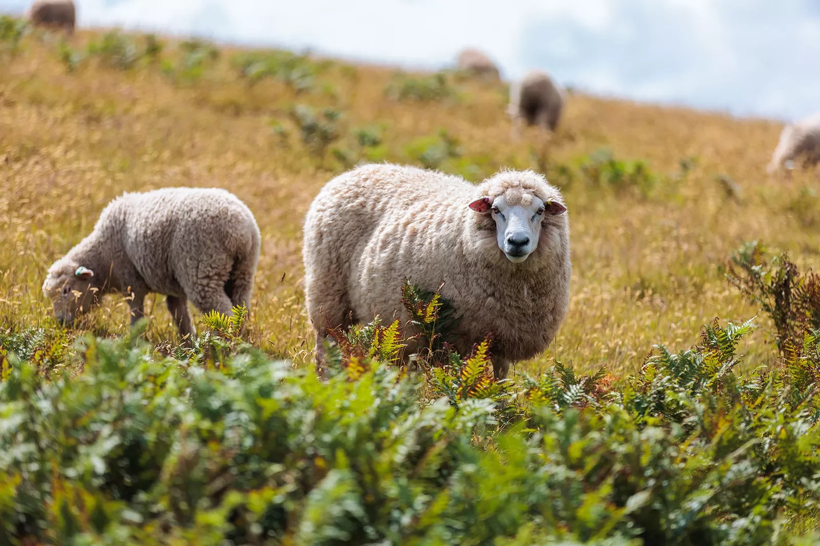 Two Sheep Hillside England