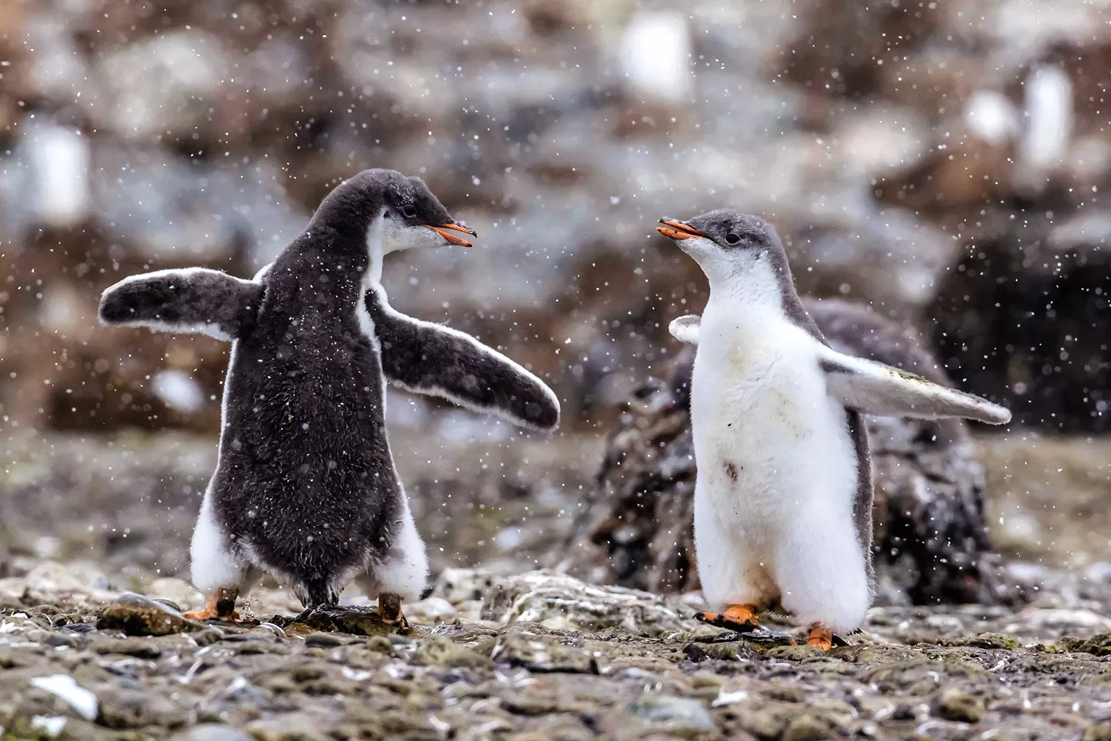Two penguins on a rocky beach in Antarctica