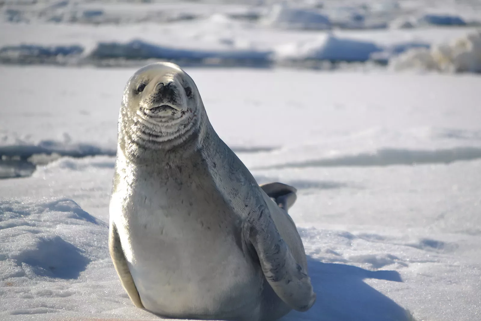 Seal in Antarctica