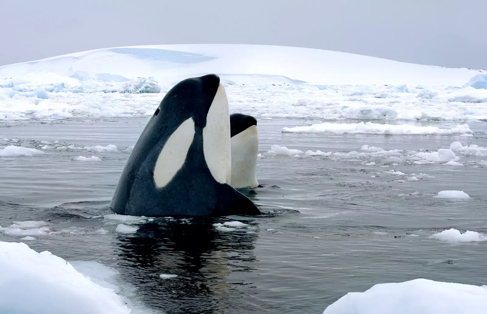 Orcas sighting in Antarctica