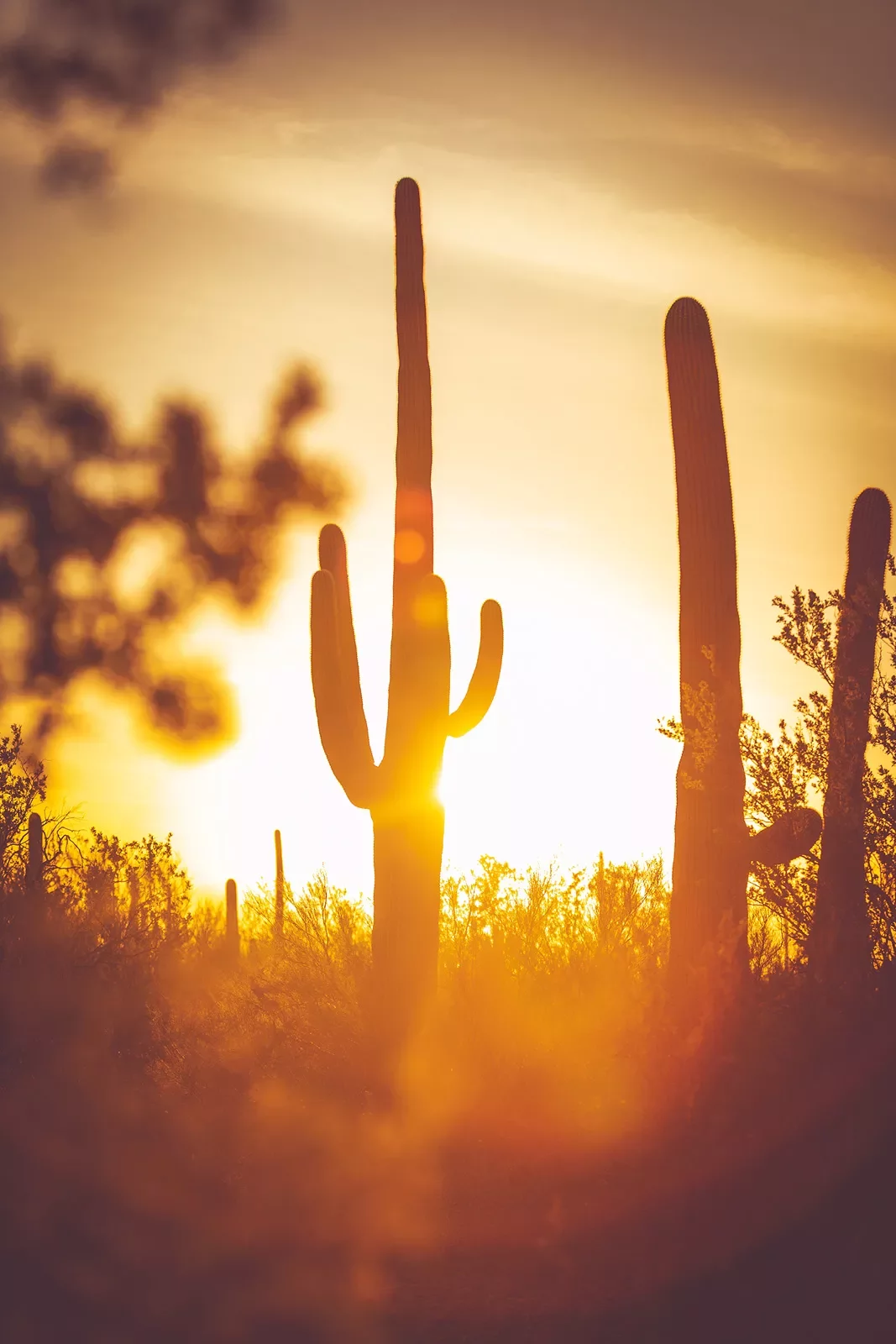 Cacti portrait at sunset