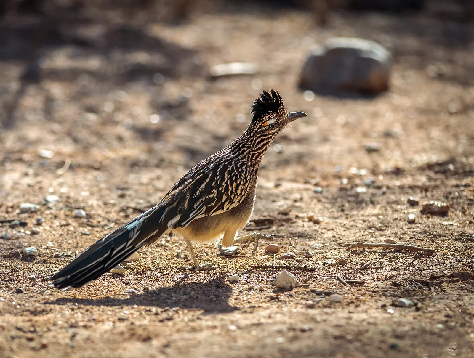 up-close of bird in Arizona