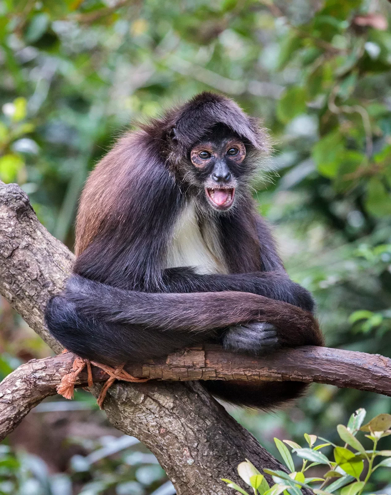 Monkey Belize