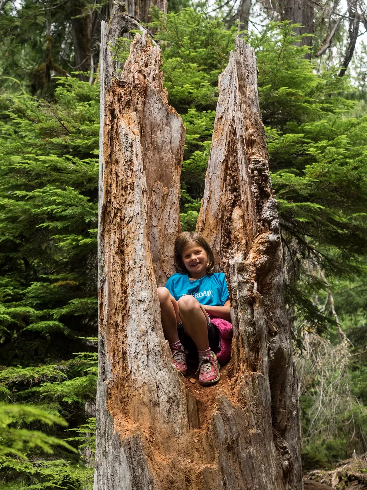 Shot of young guest inside large redwood stump.