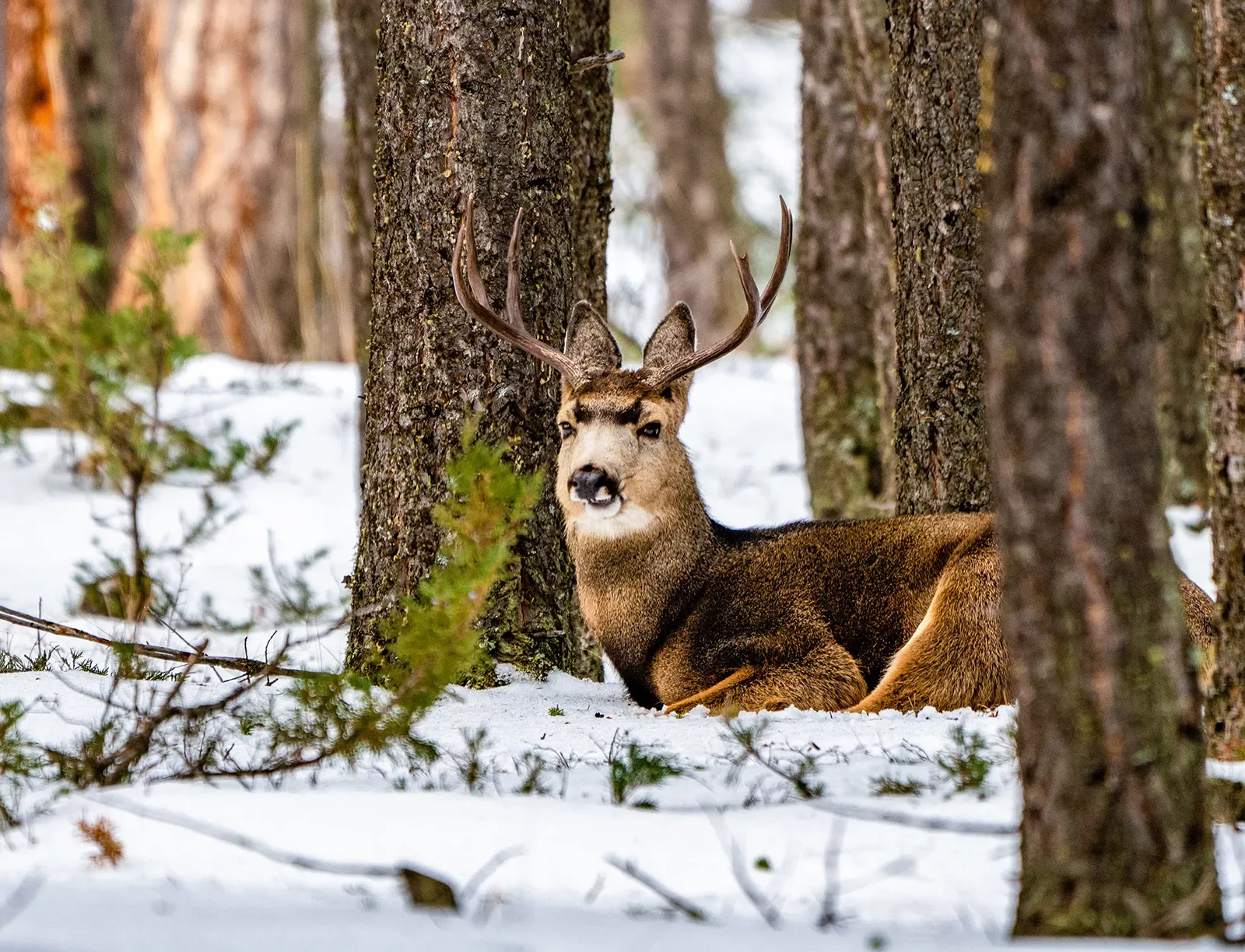 Deer Snow Canada