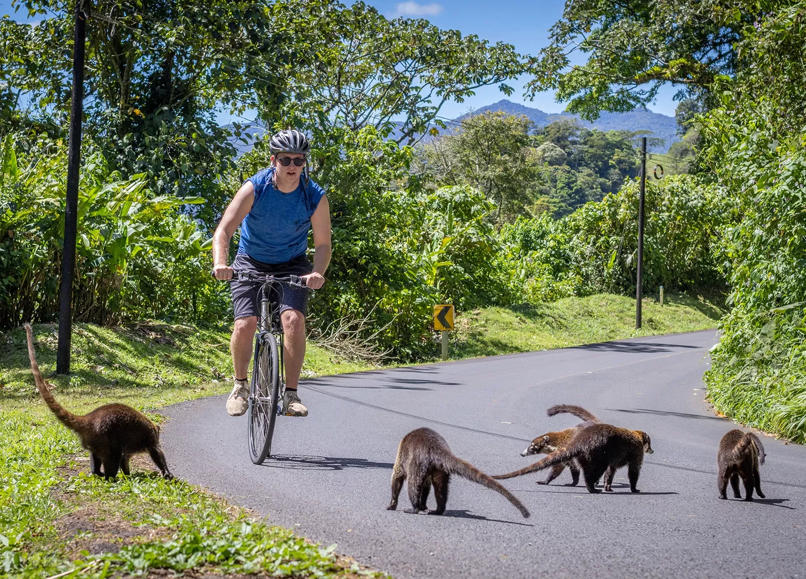 Riders Seeing Coatis on Road Costa Rica