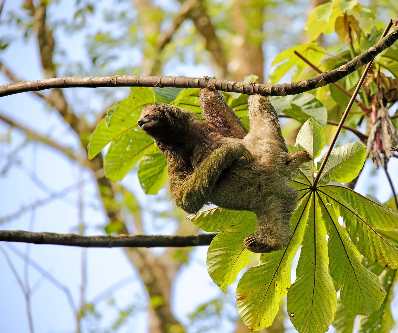 Sloth Hanging on Branch Costa Rica