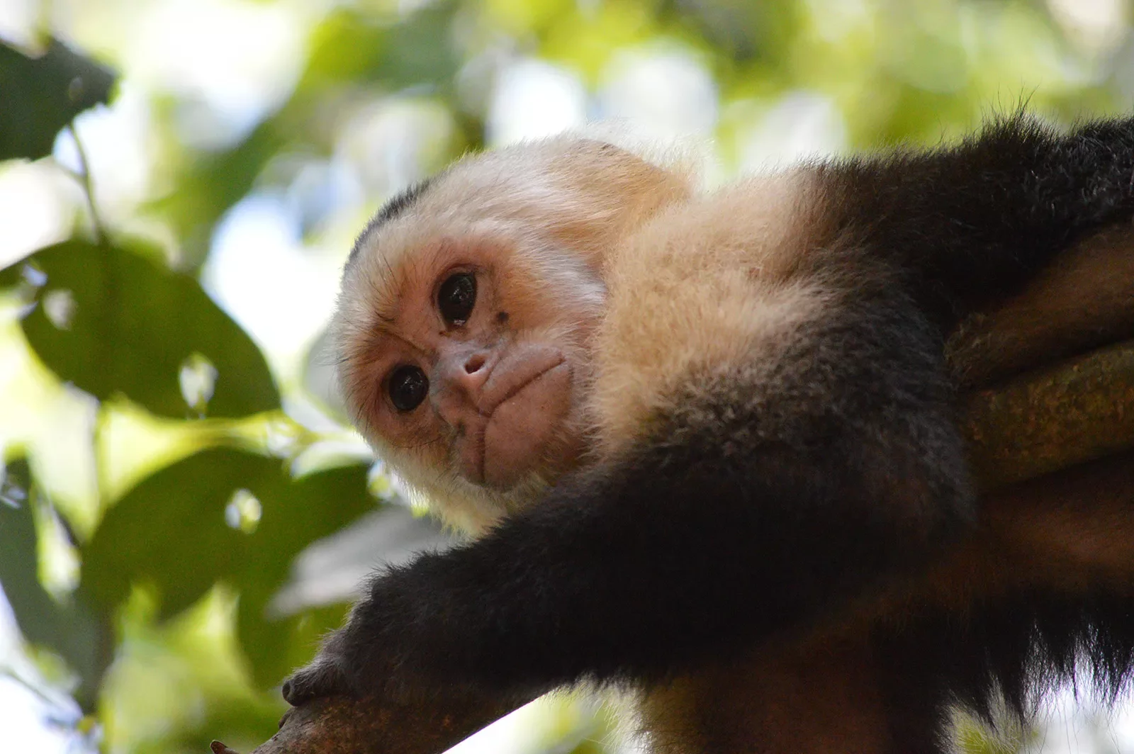 Monkey From Below Costa Rica
