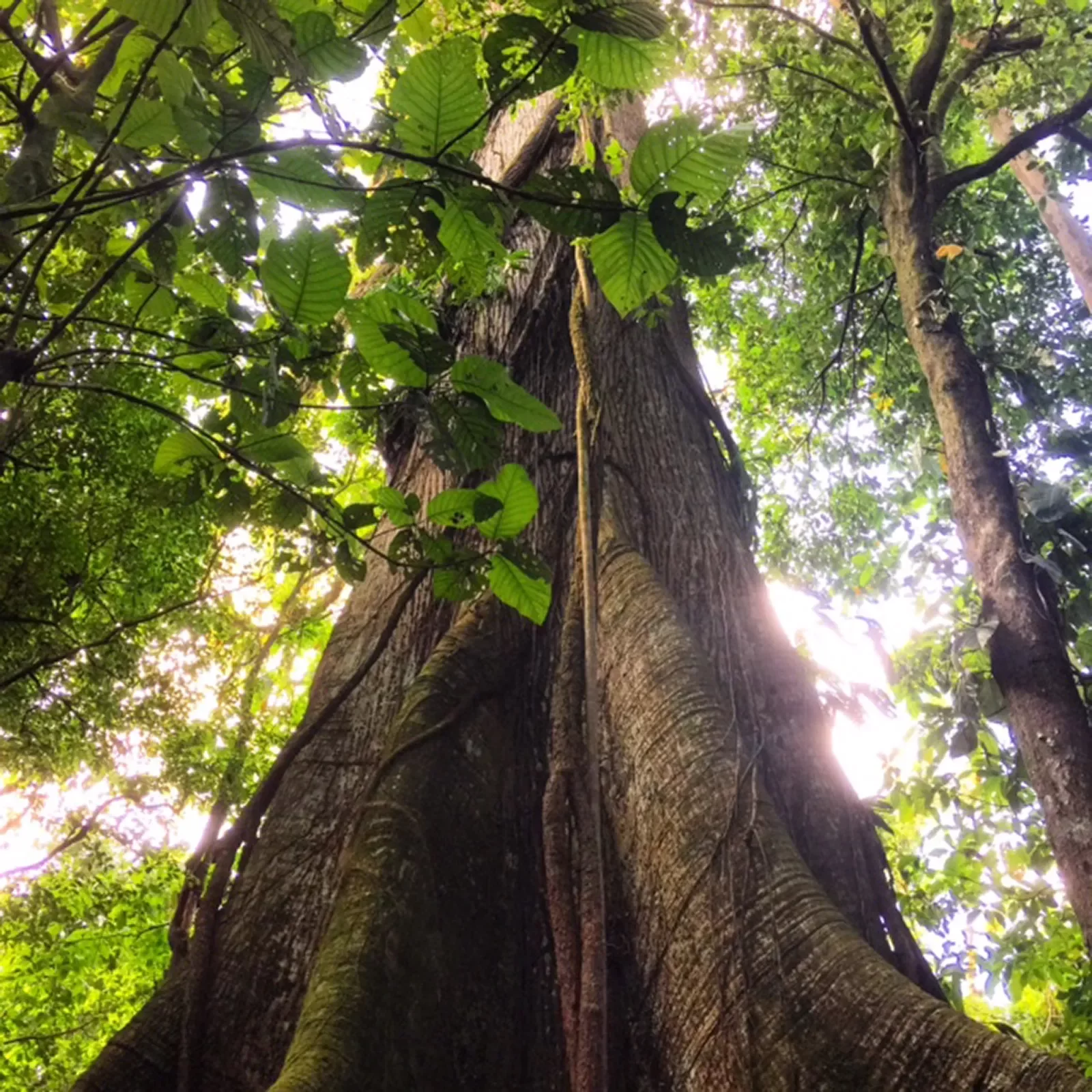 Tall Tree Costa Rica