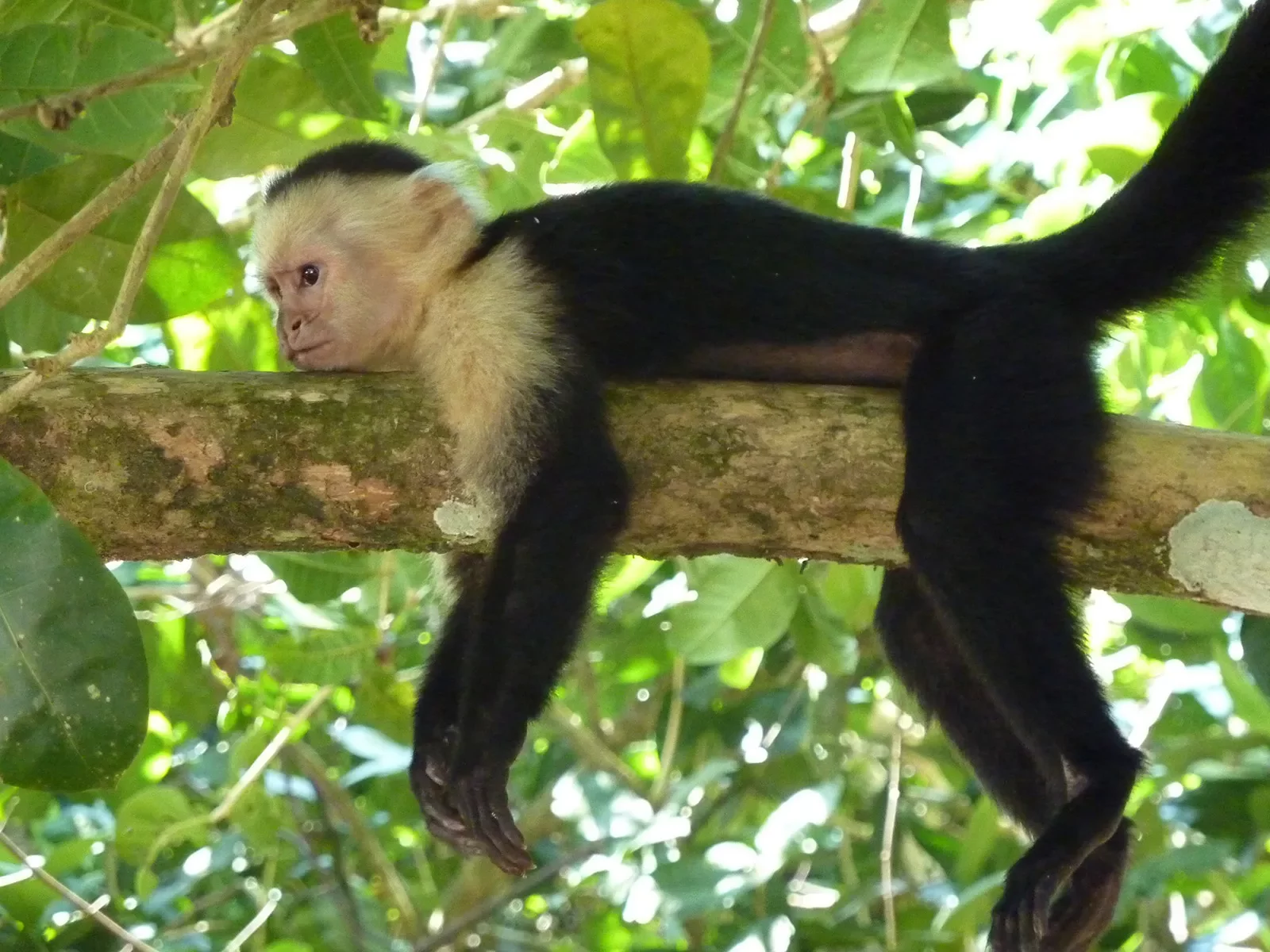 Monkey Chilling on Branch Costa Rica