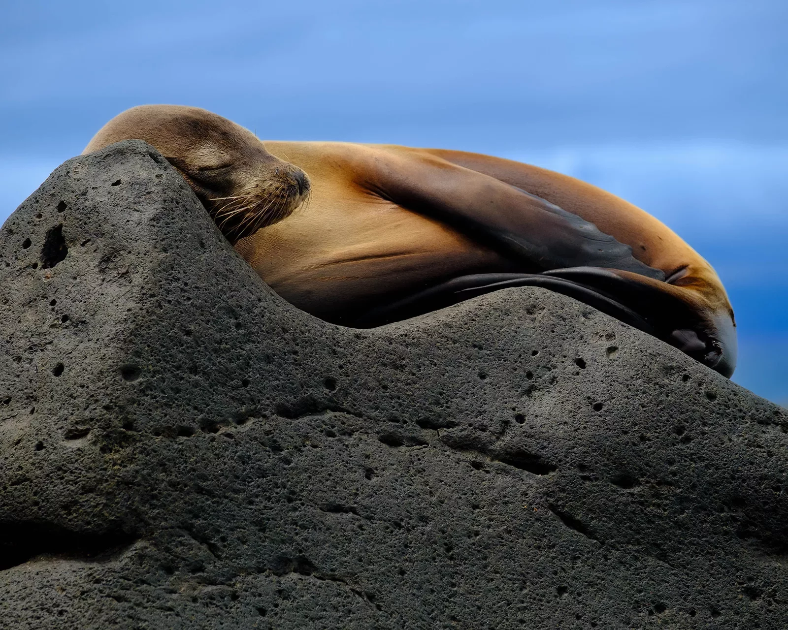 Sea Lion Sleeping Rock Galapagos