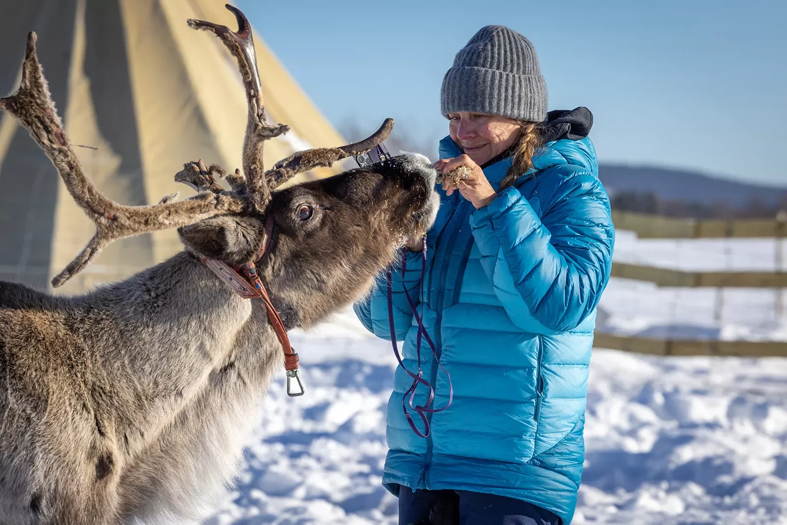 Guest Feeding Reindeer Sweden