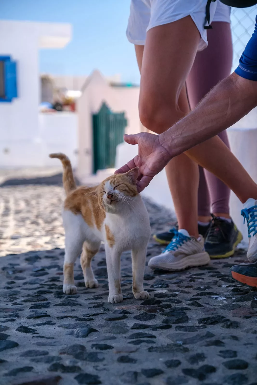 Close up of guest petting stray cat.