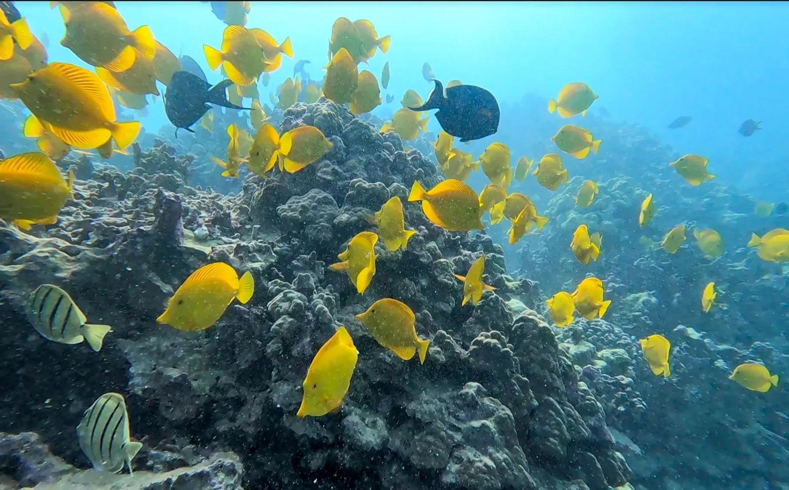 Colorful yellow fish swimming in the ocean by Hawaii