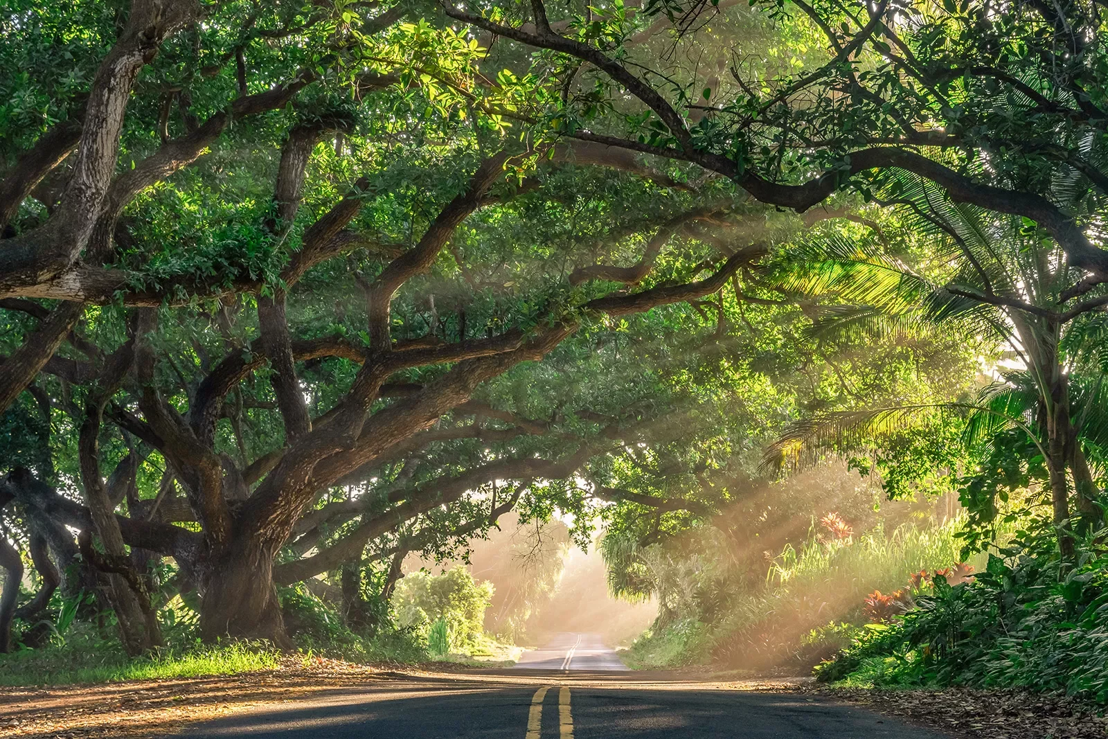 Road running through a shaded forest in Hawaii