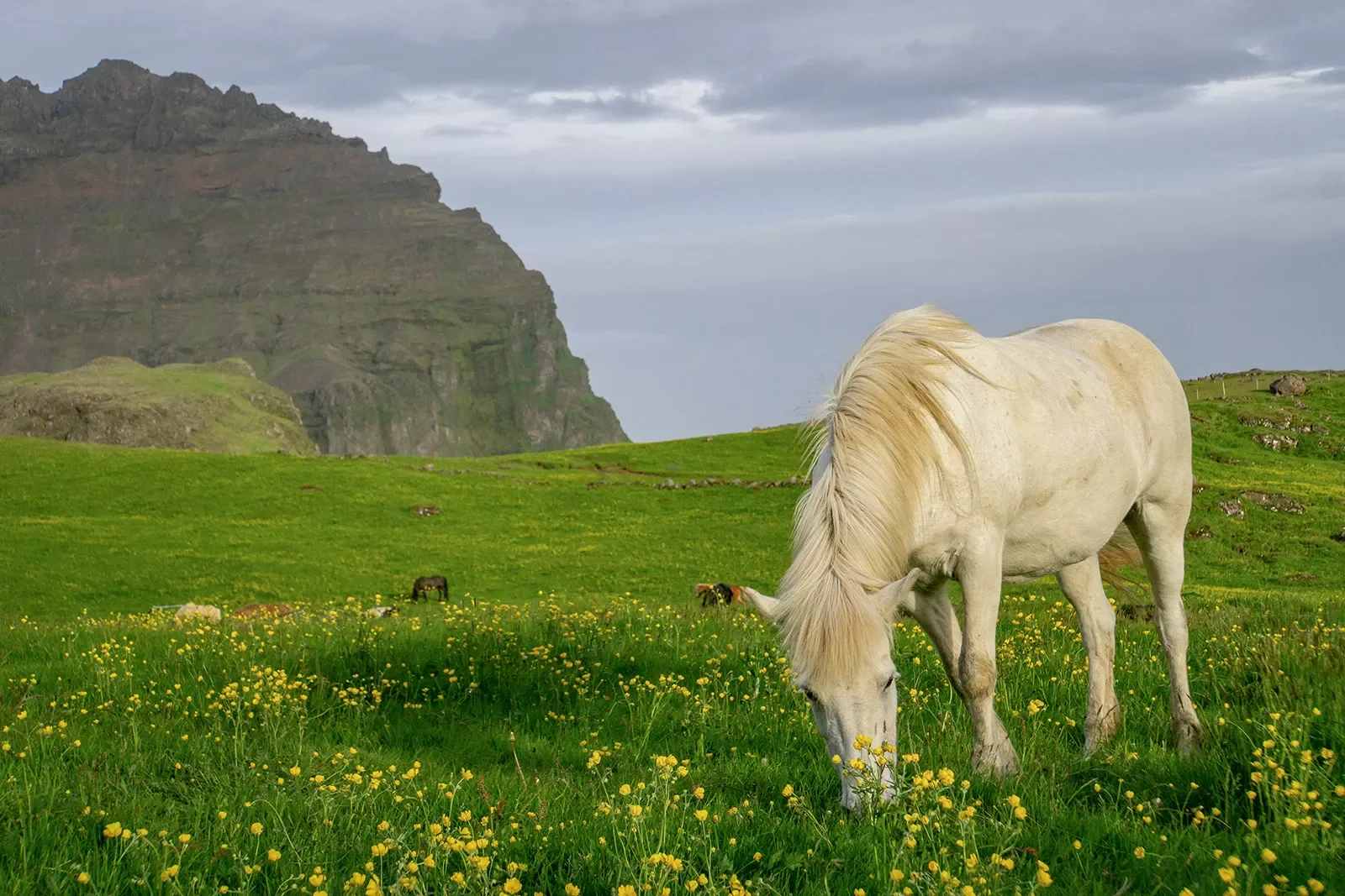 Shot of green, open meadow, white horse, large cliffs visible.