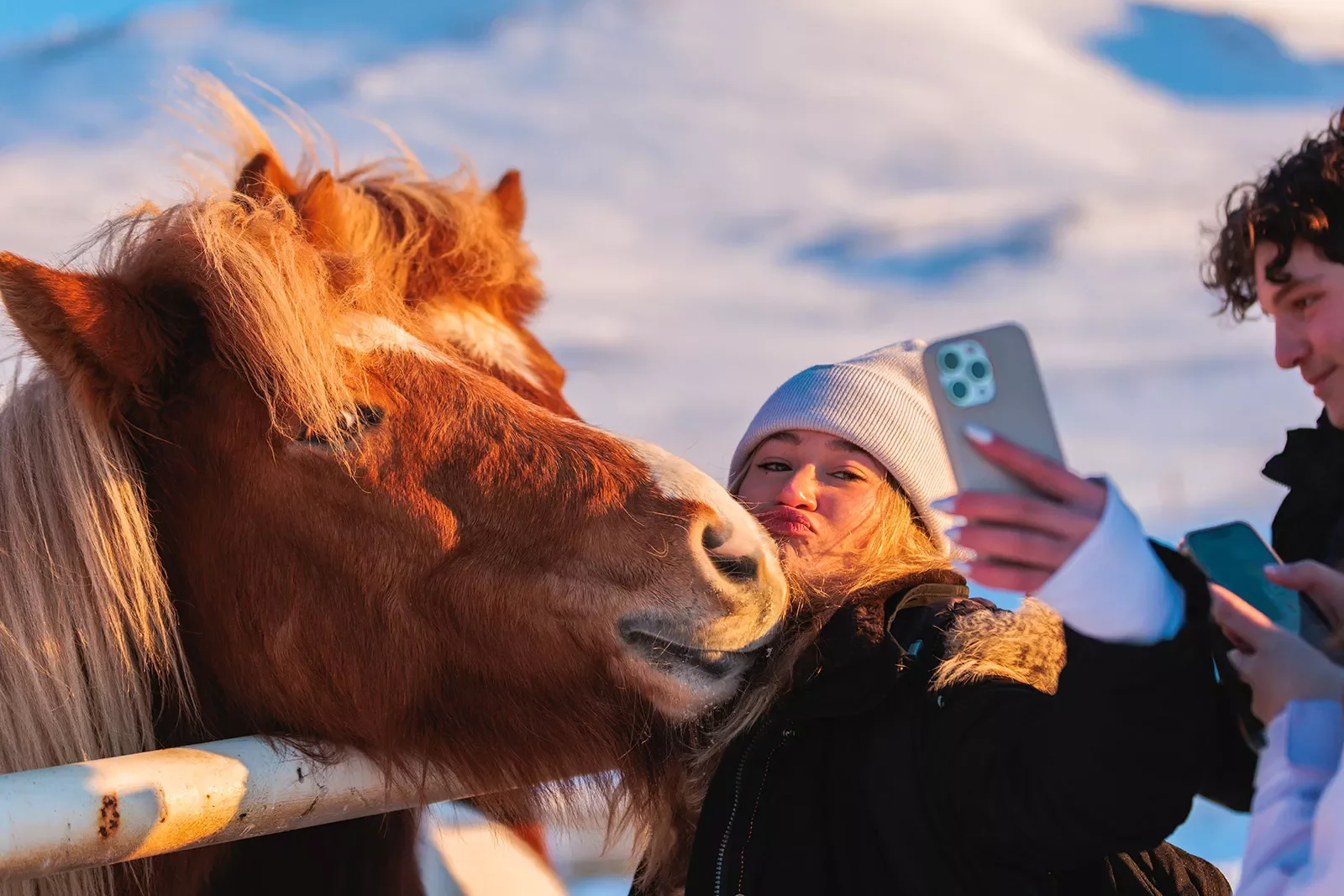 Selfie Icelandic Horse Iceland