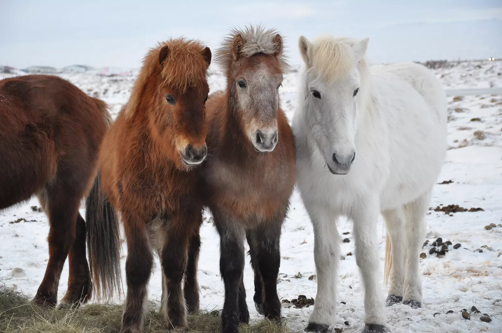 Three Icelandic Horses Iceland