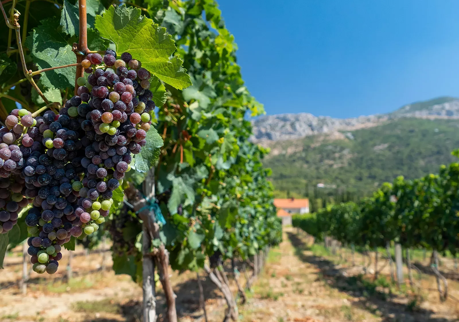 Close-up of red wine grapes, other vines, mountain in distance.