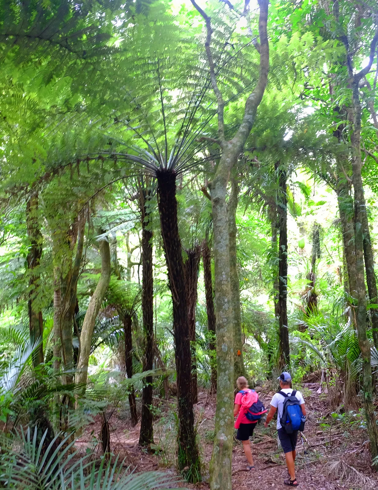 Hiking through a forest in New Zealand
