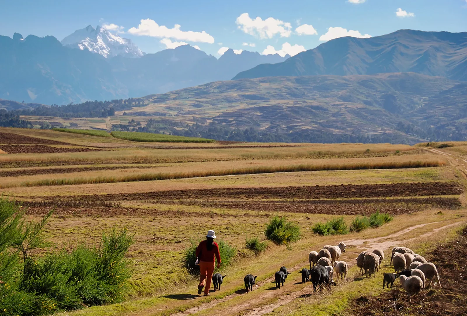Shot of local shepherd w/ sheep, red dirt vista, mountains in distance.