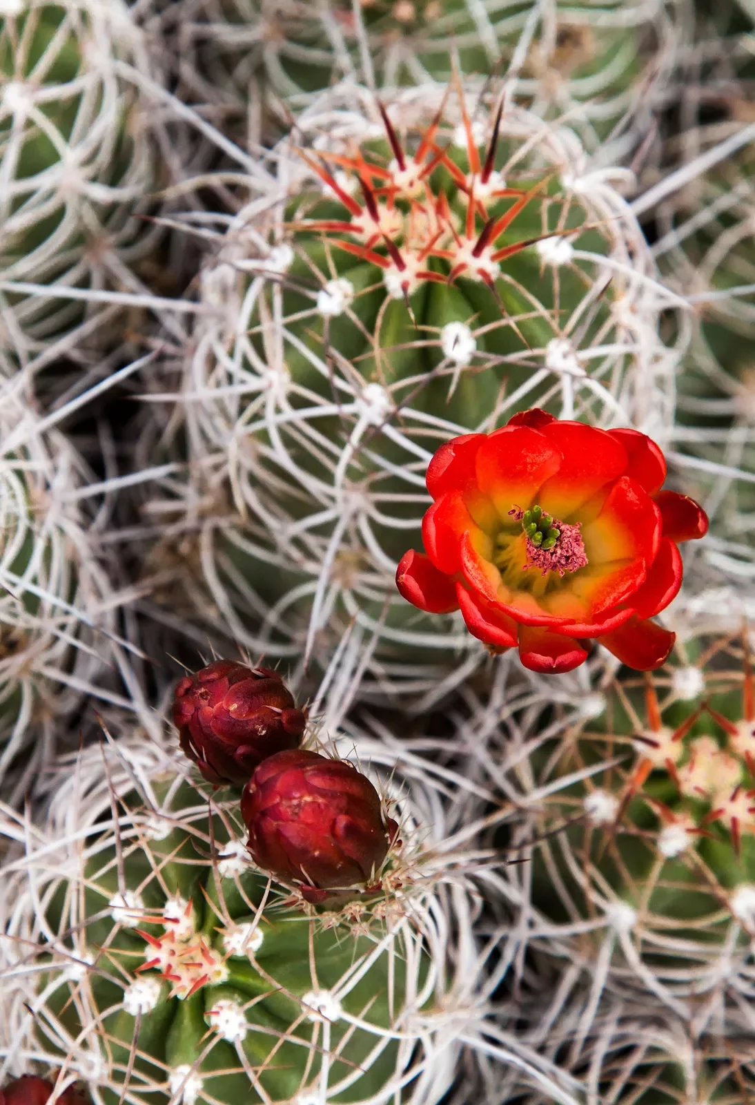 Shot of a cactus with colorful flower.