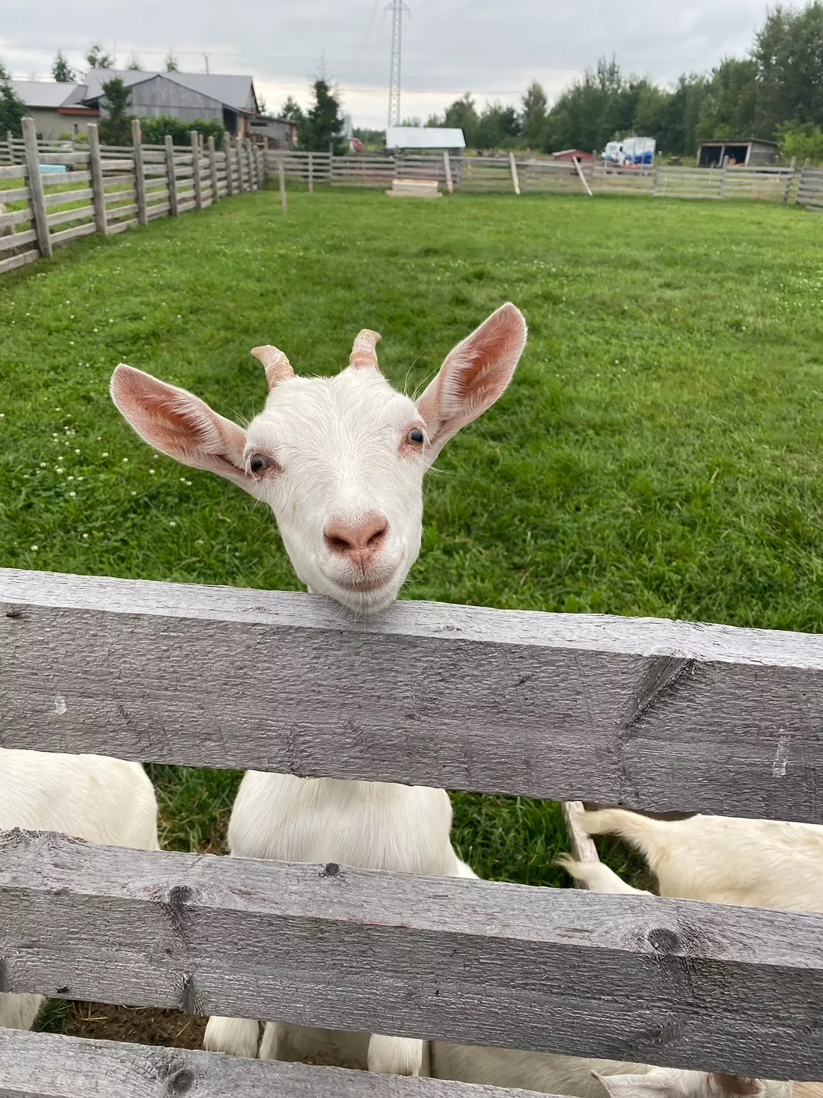 White goat on fence.